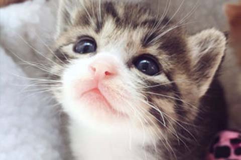 新生儿黄疸的食疗方法？宝宝黄疸的食疗办法