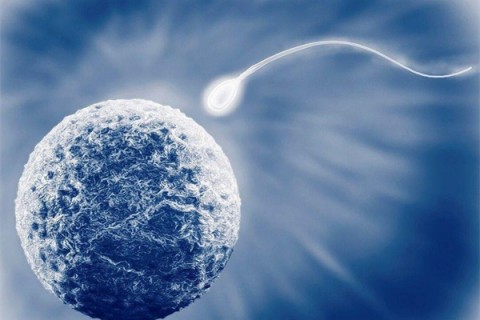 林卡尔男人吃还是女人吃