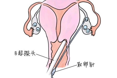 鸡蛋怎样吃最有营养 宝宝每天吃多少才好呢？
